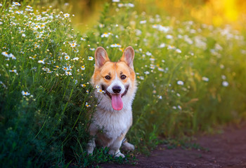 cute puppy a red Corgi dog sits in a field by the road in a village surrounded by white chamomile flowers on a Sunny clear summer day with his tongue sticking out