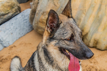 a dog enjoying on Barrika beach in Biscay