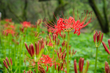 巾着田の彼岸花、埼玉県、日本