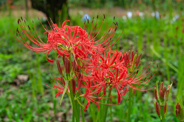 巾着田の彼岸花、埼玉県、日本