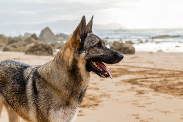 a dog enjoying on Barrika beach in Biscay