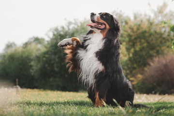  Bernese Mountain Dog