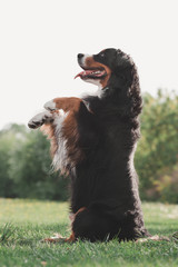  Bernese Mountain Dog
