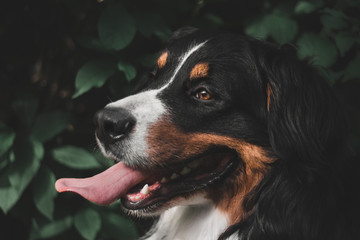  Bernese Mountain Dog