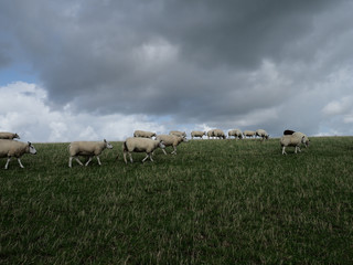Deichschafe in Ameland (Niederland)