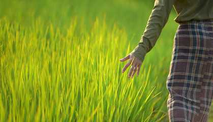 Burmese Asians walk on the grass and rice paddies, and Asians use their hands to pat the rice fields. Behind him is a green field.