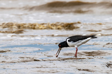 Oyster catcher (Haematopus ostralegus) with a worm or fluke from the mud flats on the coastline of Bradwell on Sea, Essex, UK