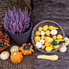 Autumn still life with assorted pumpkins, skwoshes, patty pan and flowers on rustic wooden background. Thanksgiving and Halloween concept, autumn colorful card