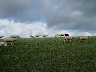 Fototapeta premium Schafe auf dem Deich in Ameland