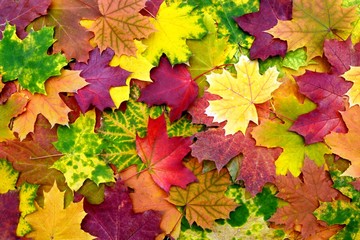 Naklejka na ściany i meble Background of bright colorful autumn maple leaves