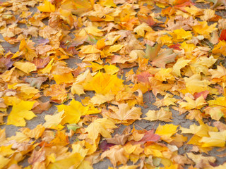 autumn leaves on the ground