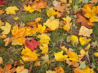 autumn leaves on the ground