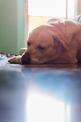Labrador dog is sleeping on the floor of a house © Cristian Blázquez