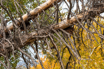 Allphotokz Kok Zhailau 20150927 5612 D810