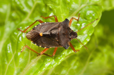 Top view of red-legged shield-bug on lettuce leaf