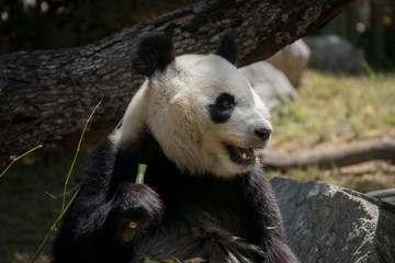 Oso panda hembra comiendo bambú en el zoo de Madrid