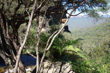 Rain Forest Australia Blue Mountain National Park