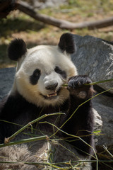 Oso panda hembra comiendo bambú en el zoo de Madrid
