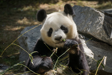 Fototapeta premium Oso panda hembra comiendo bambú en el zoo de Madrid