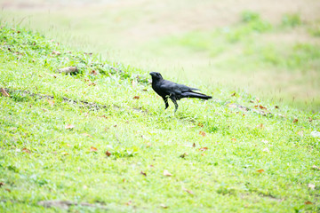 Obraz premium Large-billed crow