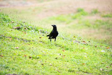 Large-billed crow