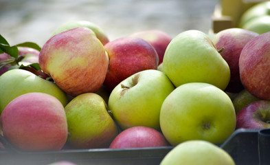 fresh harvested ripe apples for sale