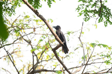 Large-billed crow