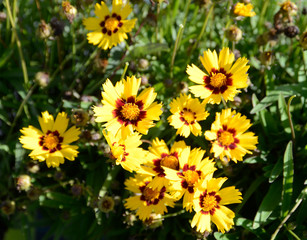 Coreopsis