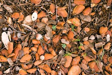 background of dried leaves in the forest