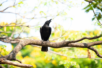 Large-billed crow