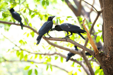 Large-billed crow