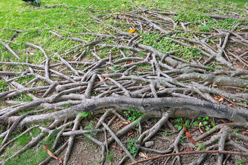 Tree Roots