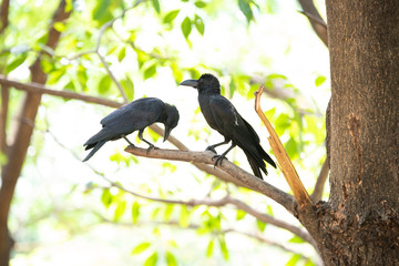 Large-billed crow