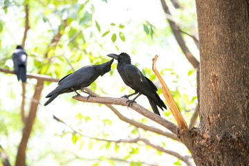 Large-billed crow
