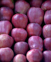 fresh harvested ripe apples for sale
