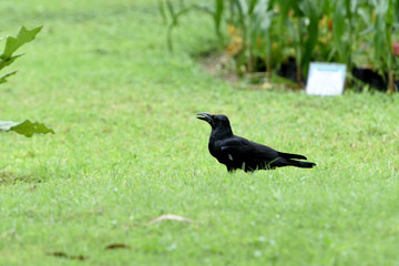 Large-billed crow