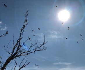 Migratory birds on the background of the sun and sky. Wild ducks fly to warmer climes. Silhouettes of birds in the blue sky. Birds fly over the branches of a tree.