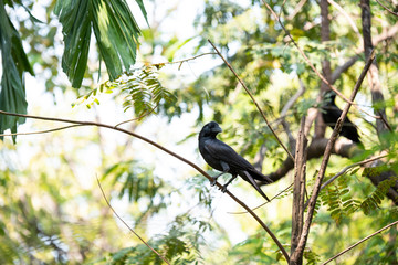 Large-billed crow