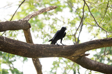 Large-billed crow