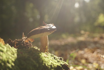 mushroom in the forest in the moss