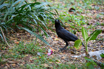 Large-billed crow