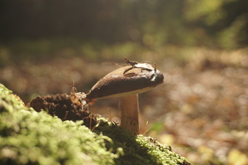 Bay bolete (Boletus badius, Xerocomus badius) in forest in sunlight