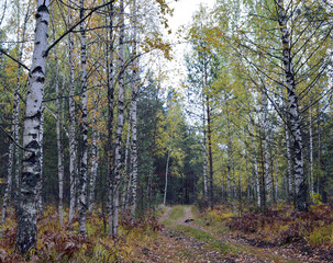 forest sand path in the middle of trees in autumn in rainy weather and fog