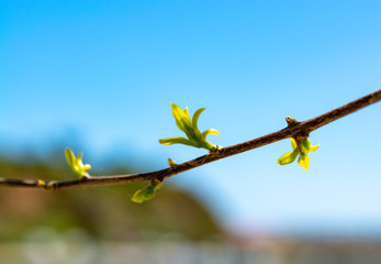 Young leaves on tree branch in spring