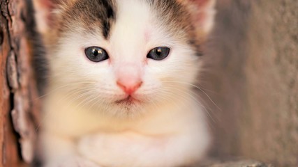 Fototapeta premium White small baby kitten with brown spots, calm cute kitty close up portrait