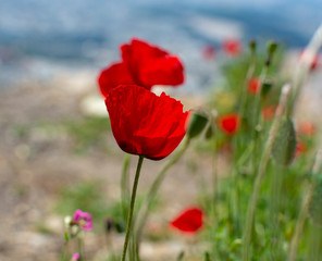 Spring colorful floral background with wild and red poppy flowers