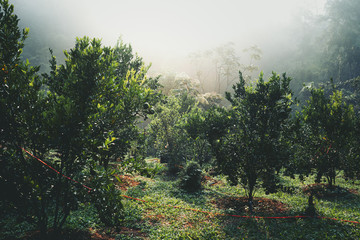 Oranges in the morning green garden