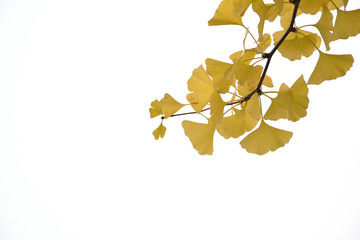 Yellow leaves of Ginkgo - Maidenhair Tree.