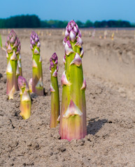 New harvest season on asparagus vegetable fields, white and purple asparagus growing uncovered on farm.