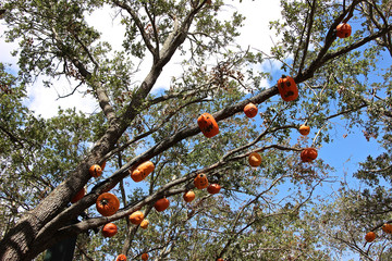 Baum mit Kürbissen 